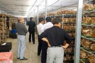 中盛永基食用菌加盟費用及健康服務項目詳情解析